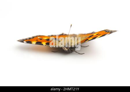 Schmetterlingsorange schwarze Flecken Majesticsensor auf weißem Hintergrund Stockfoto
