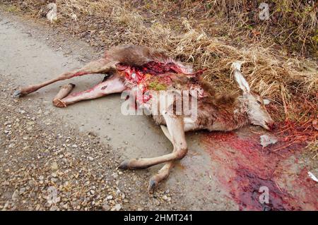 Kadaver eines von Wölfen getöteten Hirsches. Bieszczady-Gebirge, Karpaten, Polen. Stockfoto