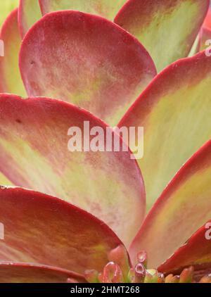 Kalanchoe luciae die Schaufelpflanze rote Blätter Stockfoto