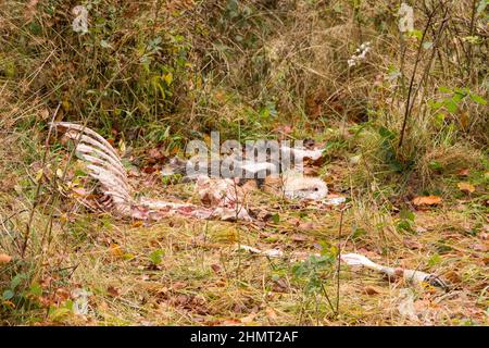 Kadaver eines von Wölfen getöteten Hirsches. Bieszczady-Gebirge, Karpaten, Polen. Stockfoto