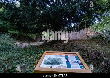 tejo de Villamardones, Villamardones, Parque Natural de Valderejo , municipio de Valdegovía, Alava, País Vasco, Spanien Stockfoto