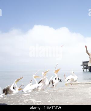 Gruppe von Pelikanen, die Fische am Meer fangen Stockfoto