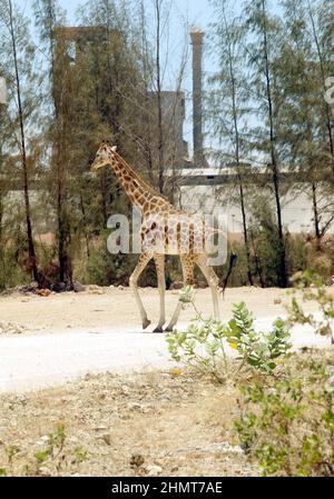 FOTO EINER WILDEN GIRAFFE MIT HINTEN DER BAMBURI ZEMENTFABRIK. DIE AUS DEN ZEMENTWERKEN HERGESTELLTEN STEINBRÜCHE WURDEN IM RAHMEN DES WELTBEKANNTEN WILDSCHUTZPROJEKTS LAFARGE VERJÜNGT UND IN DIE WILDNIS ZURÜCKGEFÜHRT. DAS HEILIGTUM BEHERBERGT DAS BABY HIPPO OWEN, DAS WÄHREND DES TSUNAMIS AM BOXTAG VON SEINER MUTTER GETRENNT UND IM LAFARGE'S HALLER PARK IN MOMBASSA, KENIA, GERETTET UND WIEDERAUFGENOMMEN WURDE. ER HAT EINE ERSTAUNLICHE ERSATZMUTTER-SOHN-BEZIEHUNG MIT DER 130-JÄHRIGEN MZEE, EINER RIESIGEN SCHILDKRÖTE, AUFGEBAUT. MOMBASSA. KENIA. BILD: GARYROBERTSPHOTO.COM Stockfoto