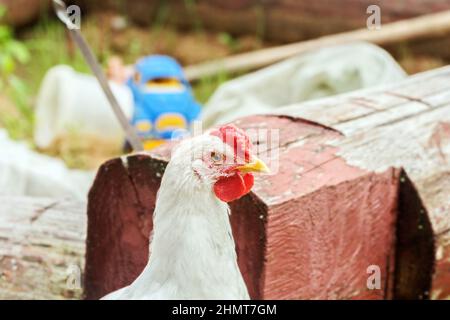 Echtes weißes Huhn mit rotem Jakobsmuschel im Hinterhof am Tag Stockfoto