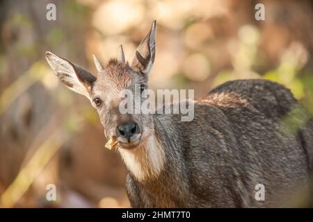 Goral (Naemorthedus griseus) füttert Blätter und schaut auf die Kamera. Doi Mon Chong Wildlife Sanctuary, Chiang Mai, Thailand. Stockfoto