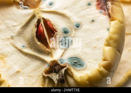 Echter Schimmel auf dem Apfel ist groß wie ein Symbol für gefährlich Stockfoto