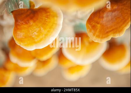 Frischer Lingzhi-Pilz, Ganoderma lucidum oder Reishi-Pilz in einem Bio-Bauernhof. Traditionelle chinesische Medizin. Nahaufnahme. Stockfoto