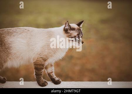 Niedliche tabby schöne Katze geht auf der Rückseite einer weißen alten Parkbank. Ein aktiver Spaziergang mit einem Haustier in der Natur. Stockfoto