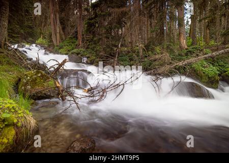 Mountain River im Wald. Wunderschöne Naturlandschaft. Stockfoto