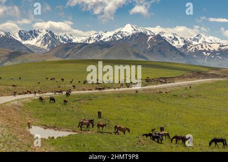 Tiere, Pferde und Kühe grasen auf den Wiesen der Elbrus-Region, gehen auf die Straße und stören die Bewegung der Autos. Schöne Landschaft von Stockfoto