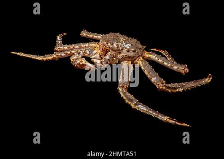Rohe lebende Kamtschatka-Krabbe Paralithodes camtschatica, isoliert auf schwarzem Hintergrund Stockfoto