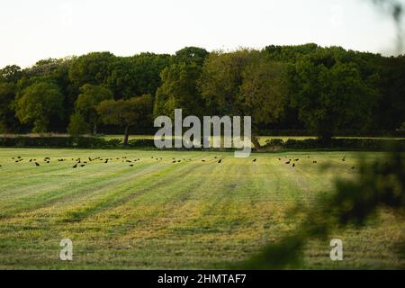 Silagefelder auf einem englischen Milchviehbetrieb Stockfoto