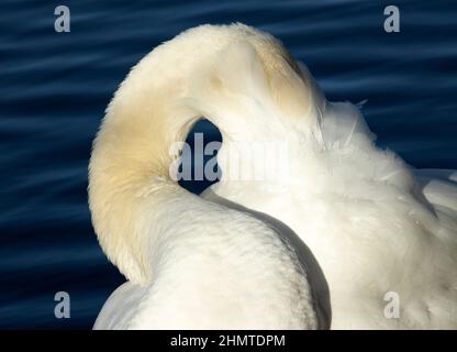 Wie die meisten Wasservögel verbringt der Mute Swan viel Zeit damit, ein gesundes Gefieder zu erhalten. Als einer unserer größten und schwersten fliegenden Vögel Stockfoto