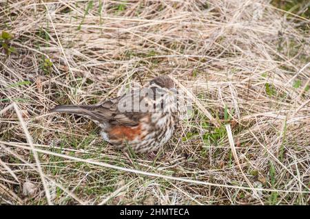 Rund um Island - Redwing - Turdus iliacus im Frühling Stockfoto