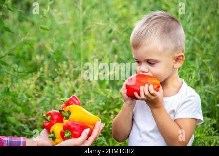 Das Kind hält frisches Gemüse in den Händen, isst Pfeffer. Natur. Selektiver Fokus Stockfoto