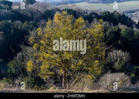 Mistel (Viscum Album), Klumpen der hemiparasitären Pflanze in einem Baum im Winter, Surrey, England, Großbritannien Stockfoto