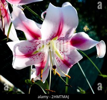 Lilium Anastasia Stockfoto