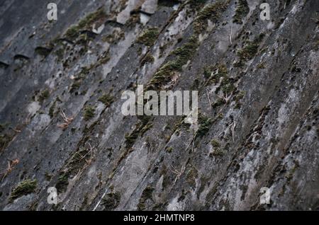 Das alte Schieferdach ist mit grünem Moos und trockenem Laub bedeckt. Das Konzept des Dachersetzens. Dachreparatur. Stockfoto