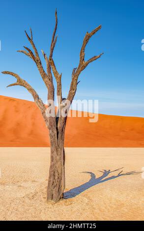 Deadvlei ist eine weiße Lehmpfanne befindet sich in der Nähe der berühmteren Salz Pfanne des Sossusvlei im Namib-Naukluft Park in Namibia. Stockfoto