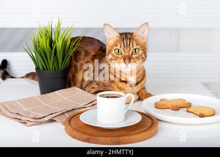 Eine Tasse türkischer Kaffee, Kekse und eine niedliche Katze auf dem Tisch Stockfoto