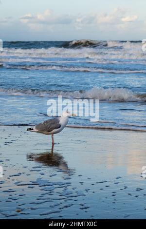 Die Graumöwe steht am Meer oder an der Meeresküste im Wasser und blickt in die Ferne. Scheveningen, Den Haag, Niederlande Stockfoto