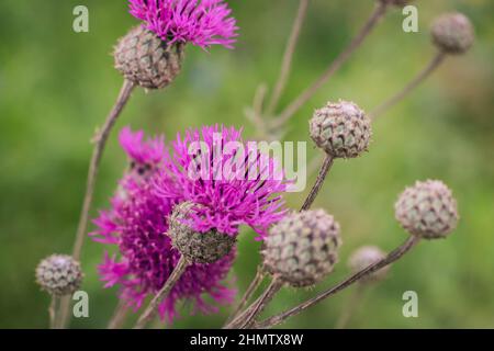 Cirsium arvense, ein kriechender Thistel, blüht auf der Wiese. Wiesenblume aus nächster Nähe. Felddistel. Stockfoto