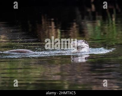 Eine europäische Otter am Fluss Brathay in Ambleside, Lake District, Großbritannien. Stockfoto