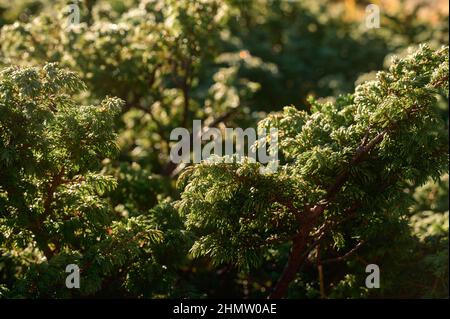 Juniperus karpaten Nahaufnahme, eine Vielzahl von Wacholder. Stockfoto