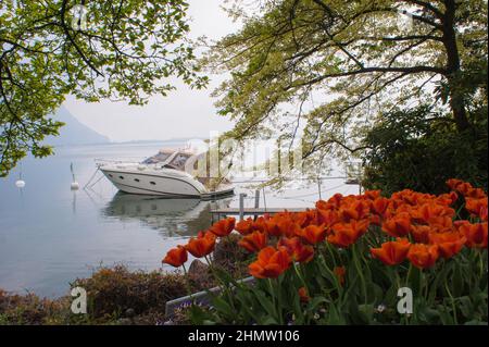 Garten von Mohnblumen (Papaver rhoeas) am Hafen des Genfer Sees in Montreux, Schweiz Stockfoto