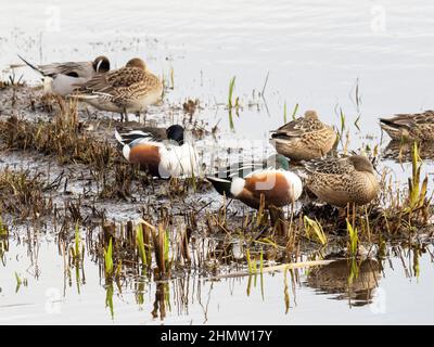 Northern Shoveler, Spatula clypeata, Pintail, Anas acuta und Teal, Anas Crecca in Leighton Moss, Lake District, Großbritannien. Stockfoto