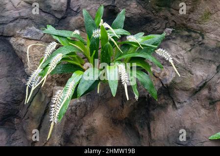 Dendrochilum glumaceum - nach Heu duftende Orchidee Stockfoto