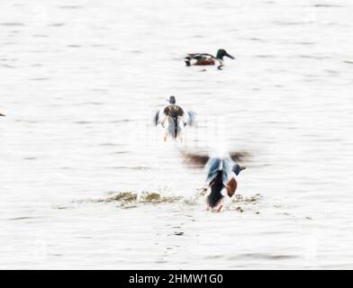 Männlich Northern Shoveler, Spatula Clypeata, bei Leighton Moss, Lake District, Großbritannien. Stockfoto