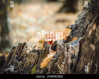 Herbstblätter auf einem Baumstamm oder Baumstumpf. Abstrakte Detailfotografie Stockfoto