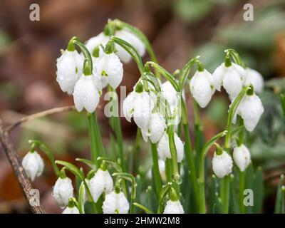 Schneeglöckchen wachsen auf einem Baum in Ambleside, Lake District, Großbritannien. Stockfoto