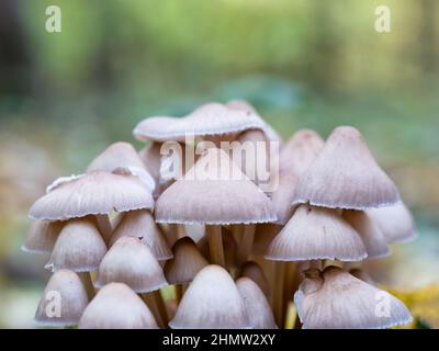 Ein Haufen wilder Pilze im Wald. Stockfoto