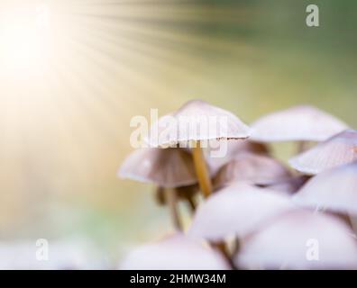 Ein Haufen wilder Pilze im Wald. Stockfoto