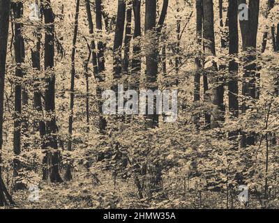 Monochrome schwarz-weiße Waldlandschaft im Baneasa-Wald bei Bukarest, Rumänien. Stockfoto