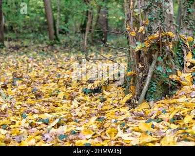Schöne Herbstwaldlandschaft mit einem Teppich aus gefallenen Gelben und braunen Blättern. Baneasa Wald in der Nähe von Bukarest, Rumänien Stockfoto