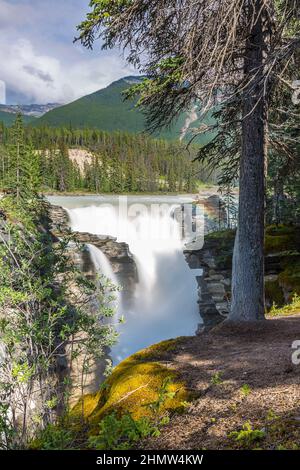 Athabasca Falls im Jasper National Park am Icefield Parkway in Alberta, Kanada. Ein Wasserfall der Klasse 5 ist der mächtigste Wasserfall in Cana Stockfoto