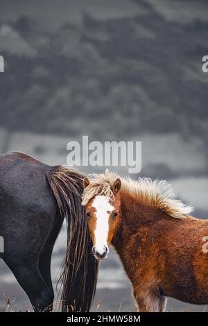 Zwei wilde Ponys, ein brauner, ein spiesskahliger Kastanienbaum auf Hay Bluff, Black Mountains, Brecon Beacons National Park, Powys, Wales Stockfoto