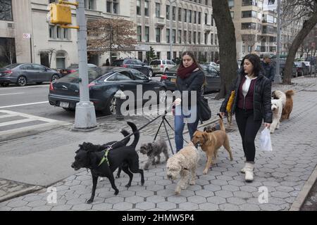 Professionelle Hundebesitzer bei der Arbeit auf der Upper East Side entlang der 5th Avenue in Manhattan. Stockfoto