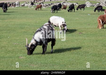 Ziegenherde, die in einer ländlichen Gegend der Mongolei Gras frisst. Keine Personen. Die nächste Ziege hat lange Hörner und schwarze und weiße lange Wolle. Stockfoto