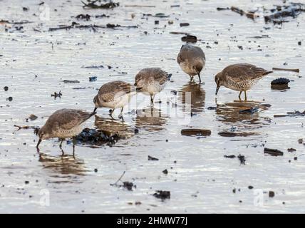 Eine Herde Red Knot, Calidris canutus, füttert in Budle Bay Northumberland, Großbritannien. Stockfoto