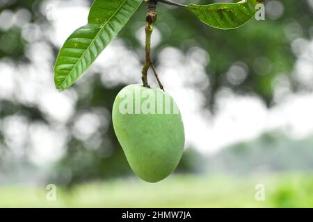 Shallow Focus Shot einer unreifen Mango, die an ihrem Baum hängt Stockfoto