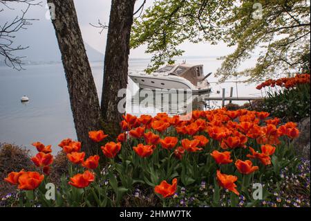 Garten von Mohnblumen (Papaver rhoeas) am Hafen des Genfer Sees in Montreux, Schweiz Stockfoto