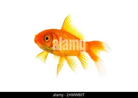 Goldfisch, isoliert auf weiss Stockfoto