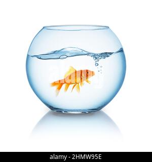 Schreiender Goldfisch in einer Schüssel Stockfoto