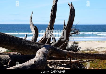 Großes altes vertikales horizontales Treibholz am Strand in Kalifornien Stockfoto