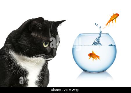 Goldfische, die vor einer Katze wegspringen Stockfoto