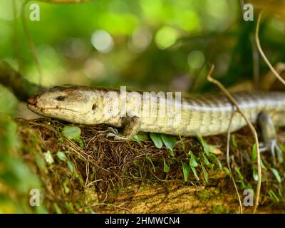 Das Foto einer seltenen Eidechse wurde hoch in den Bergen auf der Insel Haiti aufgenommen. Das exotische Tier wurde zufällig in der Wildnis mit der Natur begegnet Stockfoto